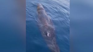 Antalya’da Kayalara Sıkışan Balina Yavrusu Kurtarıldı