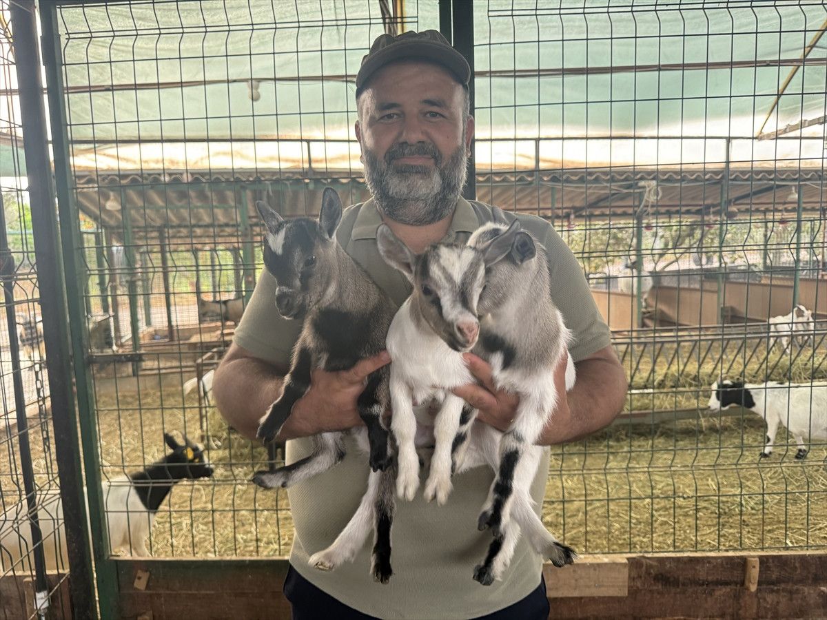 Keçinin merakı ve paniği kameralara yansıdı