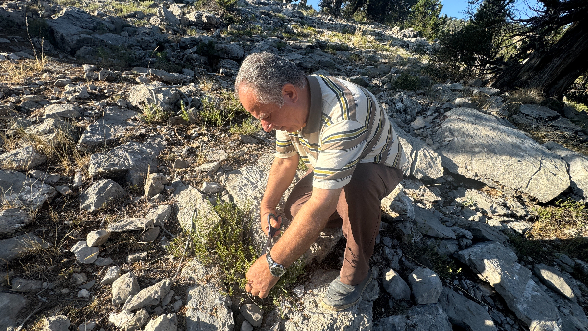 Kekik Toplama ve Çalışmalar