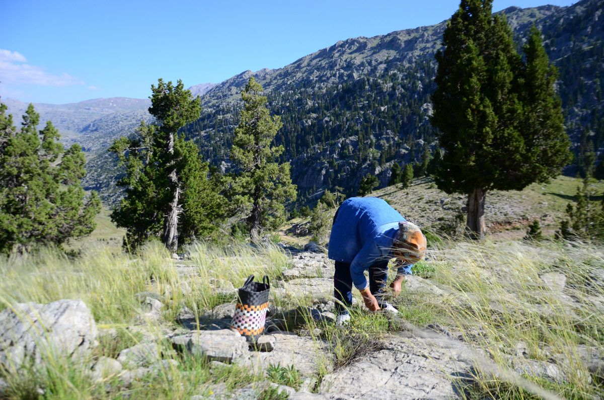 Toplama Esnasında Dikkat ve Gelenekler