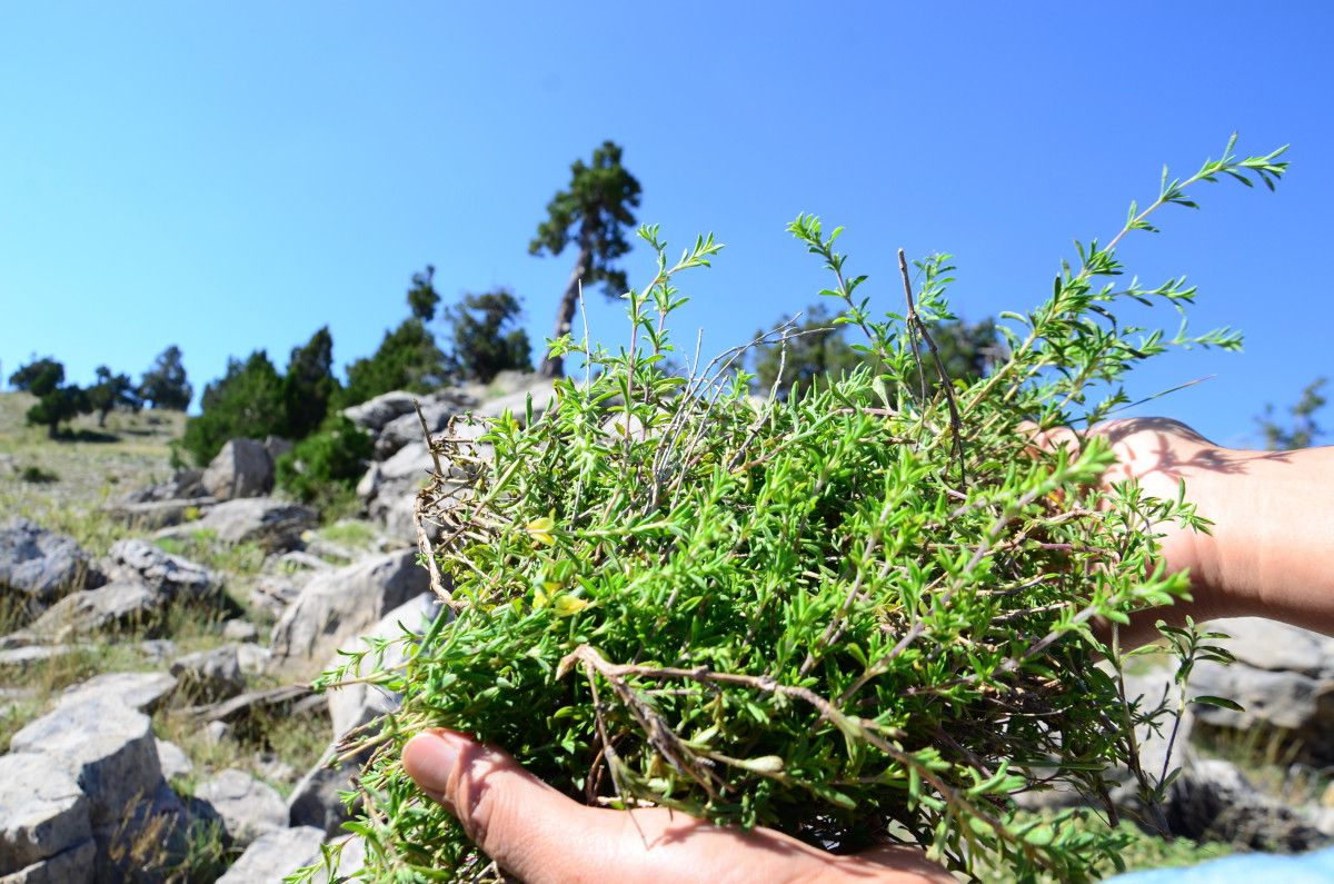 Antalya'da Şifalı Taş Kekiği İçin 1800 Rakımlı Yaylaya Tırmanış