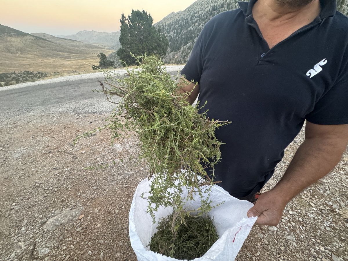 Antalya'da Şifalı Taş Kekiği İçin 1800 Rakımlı Yaylaya Tırmanış