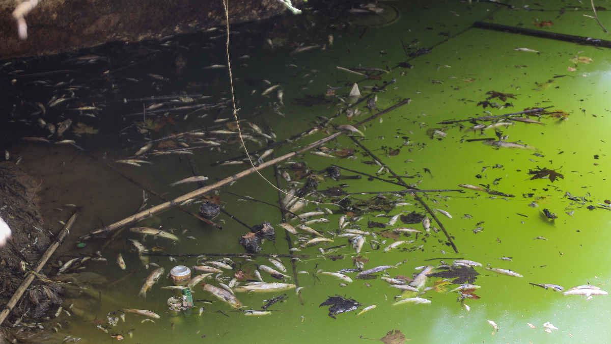 Ölü Balıklar ve Ekolojik Sonuçlar