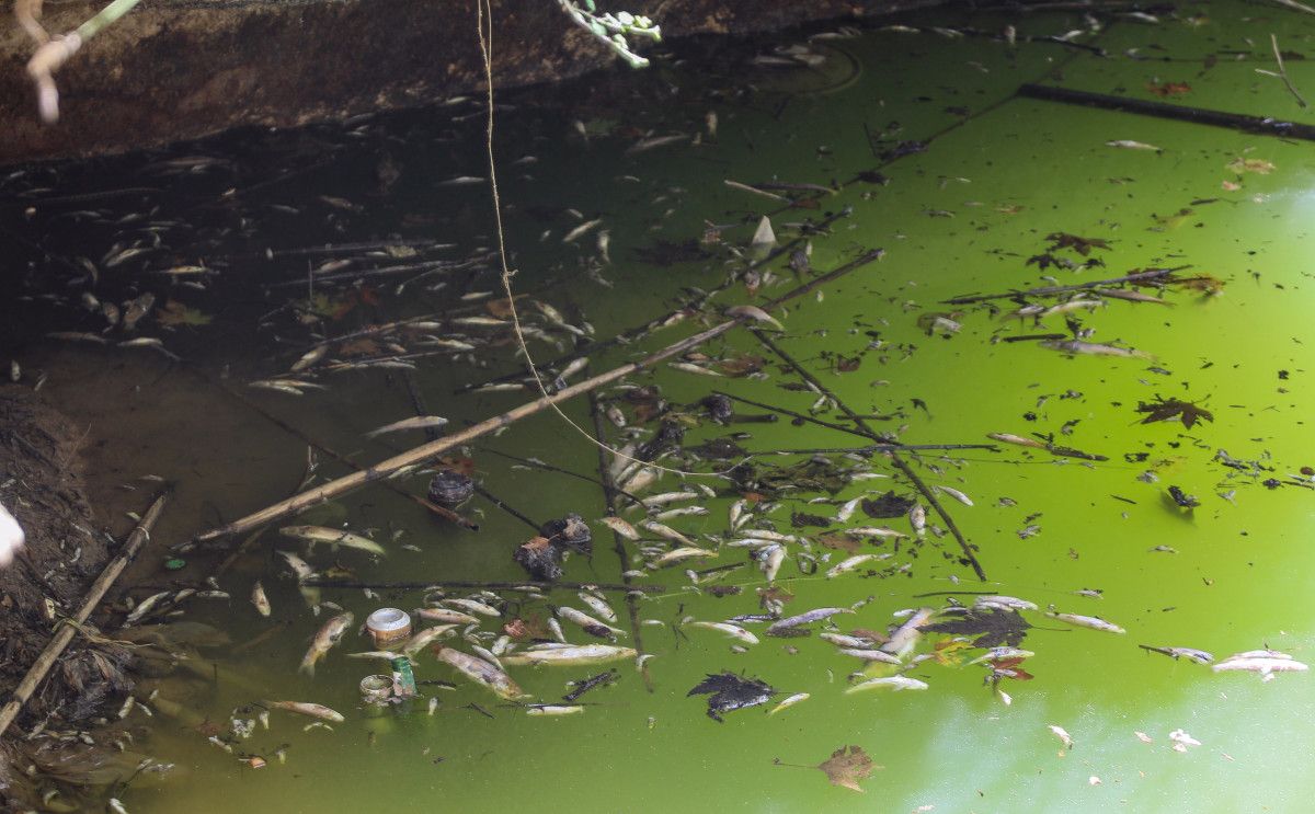 Yerel Halk ve Geçmiş Deneyimler