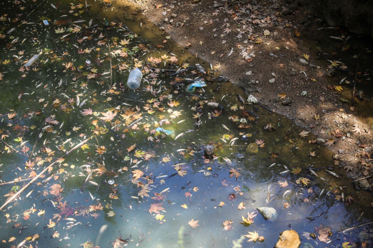 Yerel Halk ve Geçmiş Deneyimler