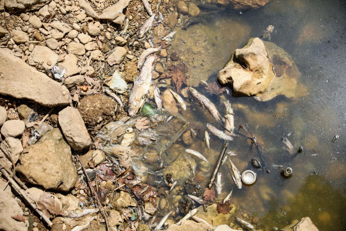 Antalya'daki Deredeki Yüzlerce Endemik Balık Ölümüne Dikkat