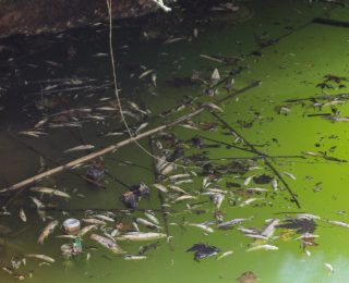 Antalya’daki Deredeki Yüzlerce Endemik Balık Ölümüne Dikkat