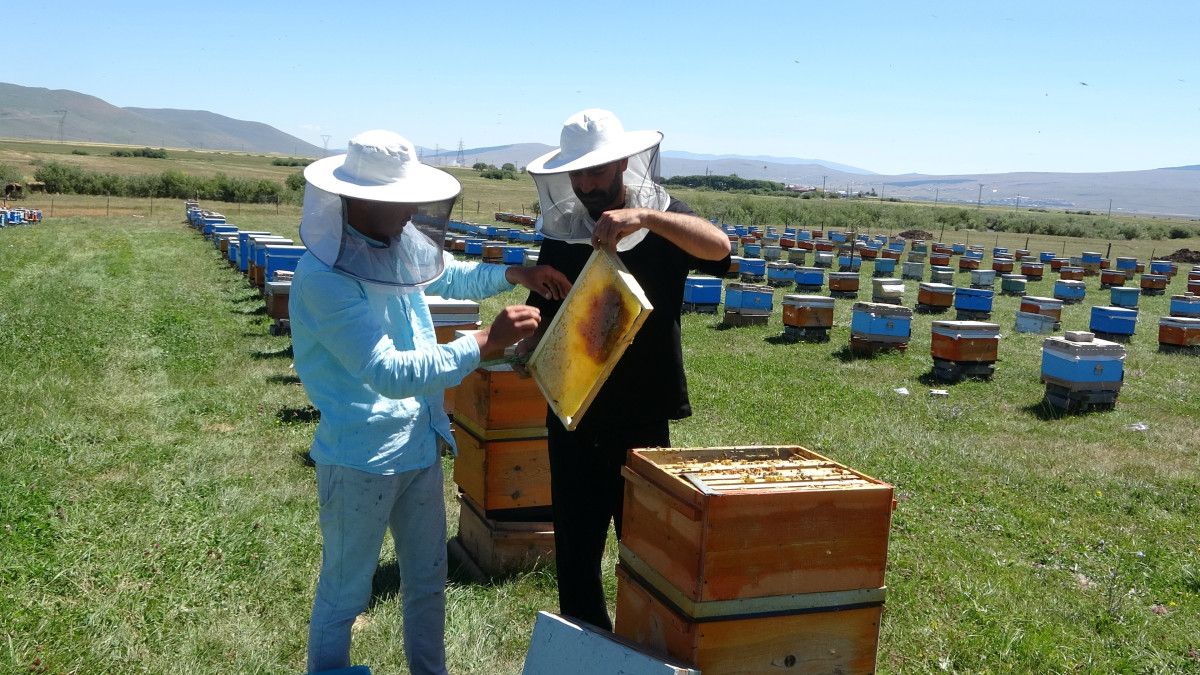 Ardahan Coğrafi İşaretli Bal Hasadı Başladı