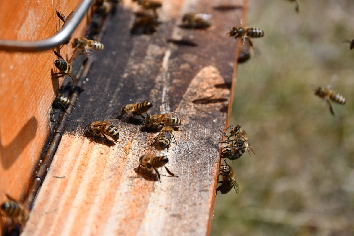 Ardahan Coğrafi İşaretli Bal Hasadı Başladı