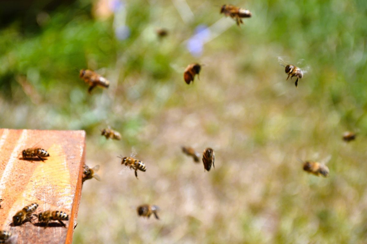 Ardahan Coğrafi İşaretli Bal Hasadı Başladı