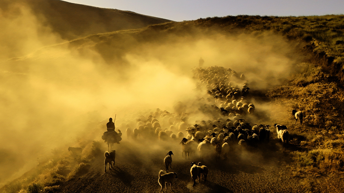Bitliste Sürülerin Tozlu Yolculuğu Havadan Görüntülendi: Muhteşem Manzara