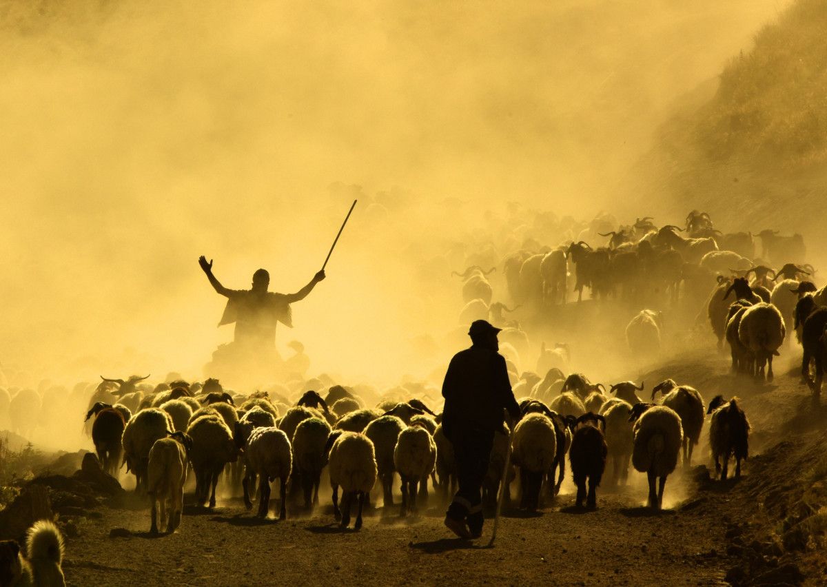 Bitliste Sürülerin Tozlu Yolculuğu Havadan Görüntülendi: Muhteşem Manzara