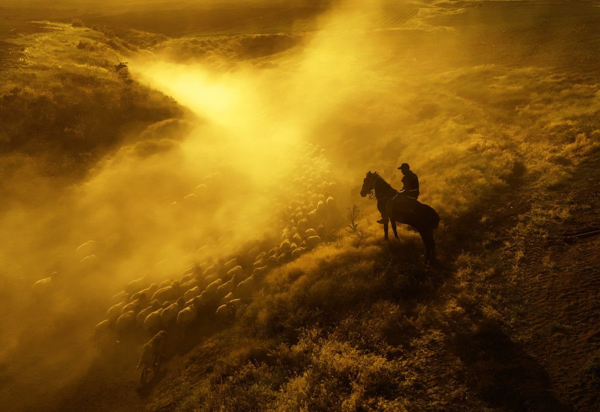 Bitliste Sürülerin Tozlu Yolculuğu Havadan Görüntülendi: Muhteşem Manzara