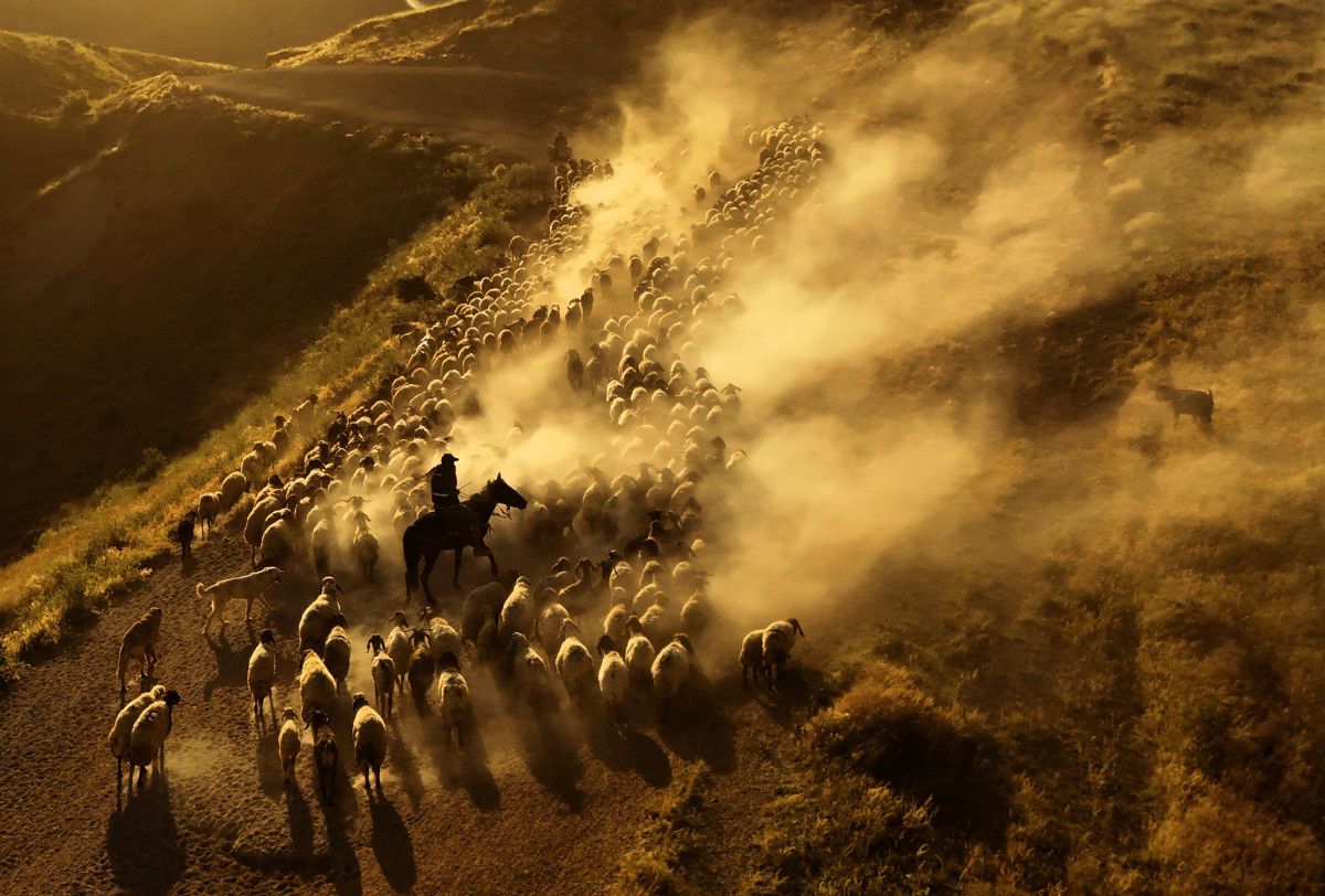 Bitliste Sürülerin Tozlu Yolculuğu Havadan Görüntülendi: Muhteşem Manzara