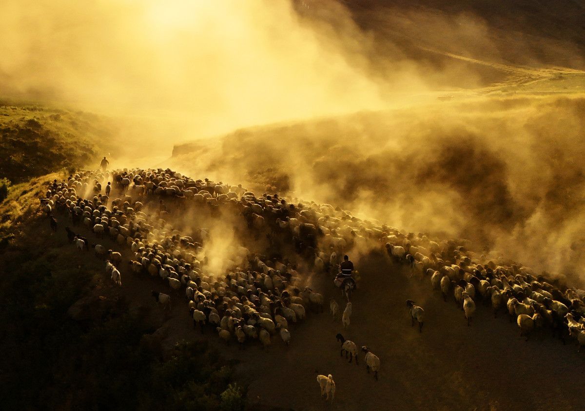 Bitliste Sürülerin Tozlu Yolculuğu Havadan Görüntülendi: Muhteşem Manzara