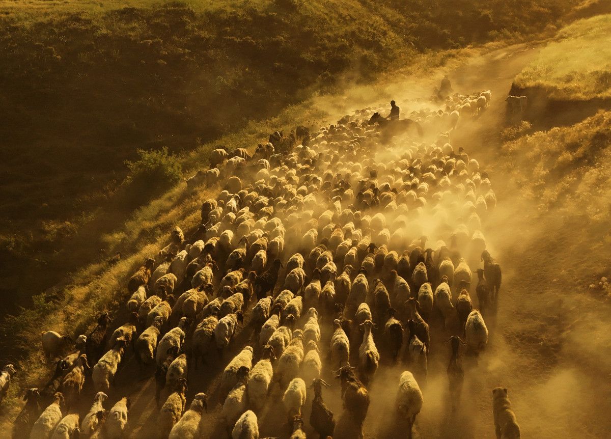 Bitliste Sürülerin Tozlu Yolculuğu Havadan Görüntülendi: Muhteşem Manzara
