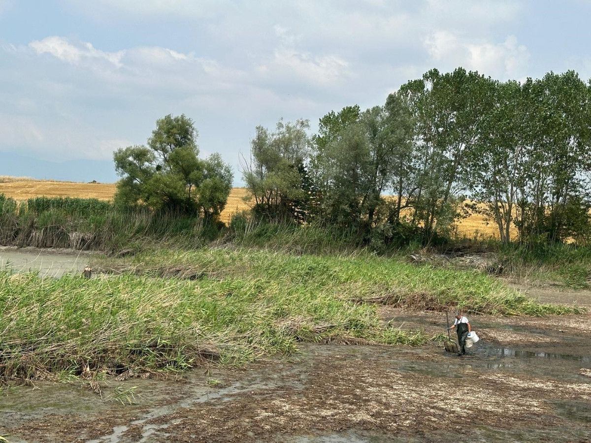 Boluda Çırpınan Onlarca Balık Kurtarılıyor