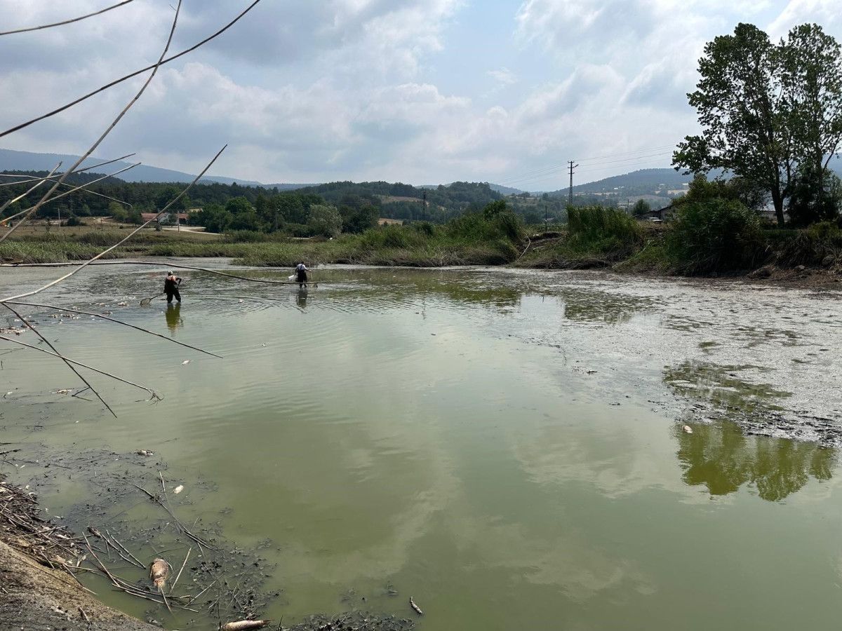 Boluda Çırpınan Onlarca Balık Kurtarılıyor