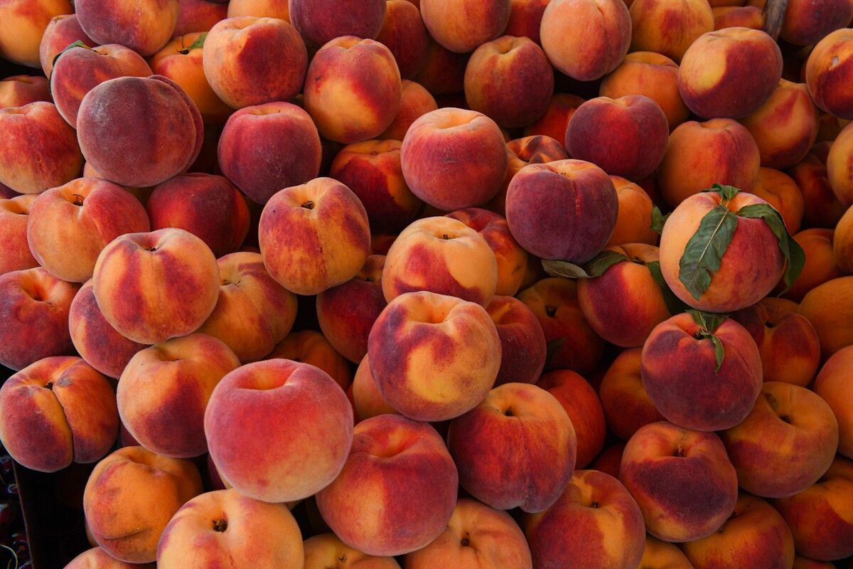 Kayısı Çekirdeği ve Tehlikeleri