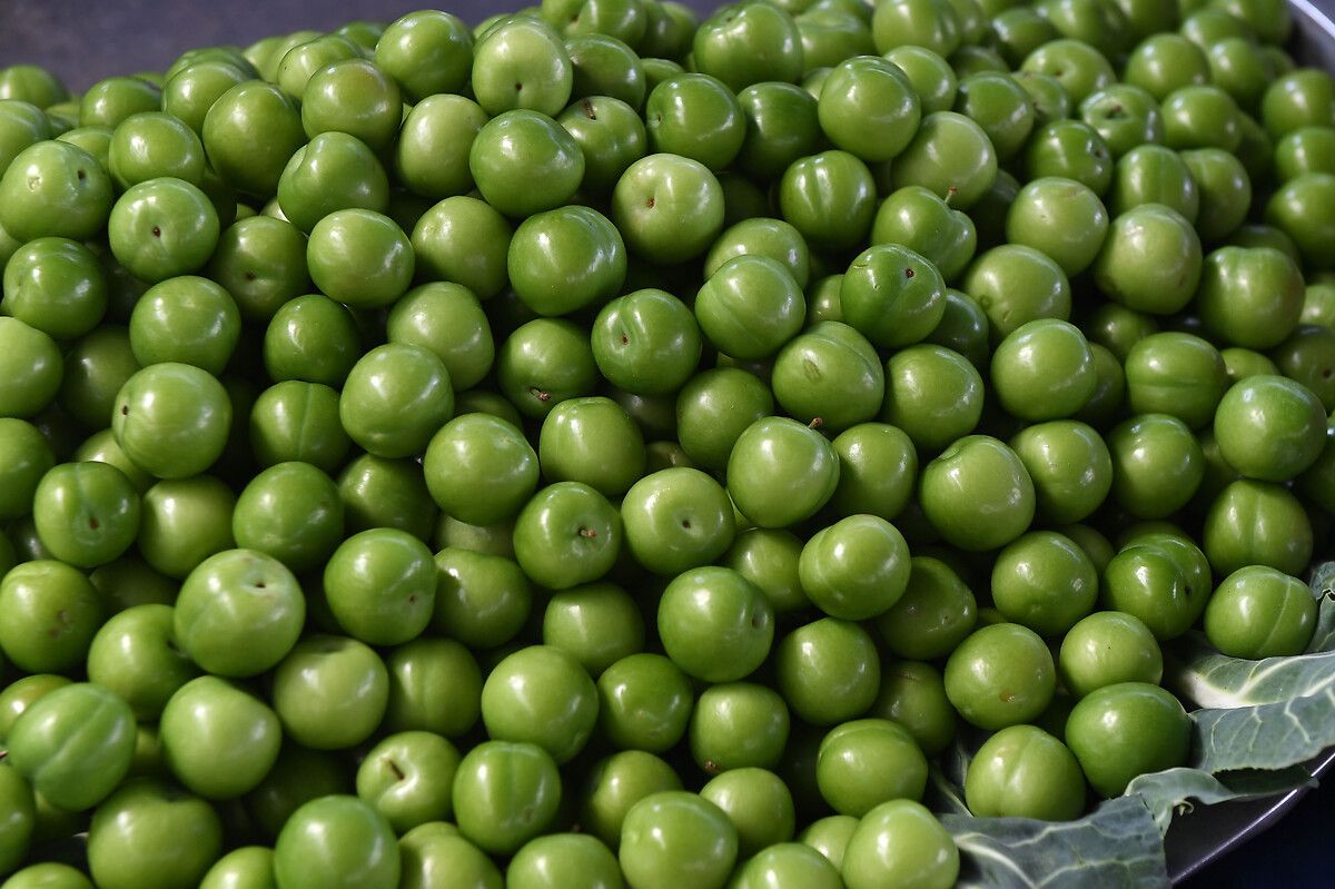 Zeytin Çekirdeği ve Güvenlik