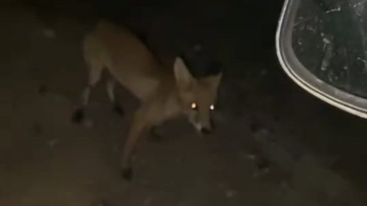 Sosyal Medyada Büyüleyen Anlar