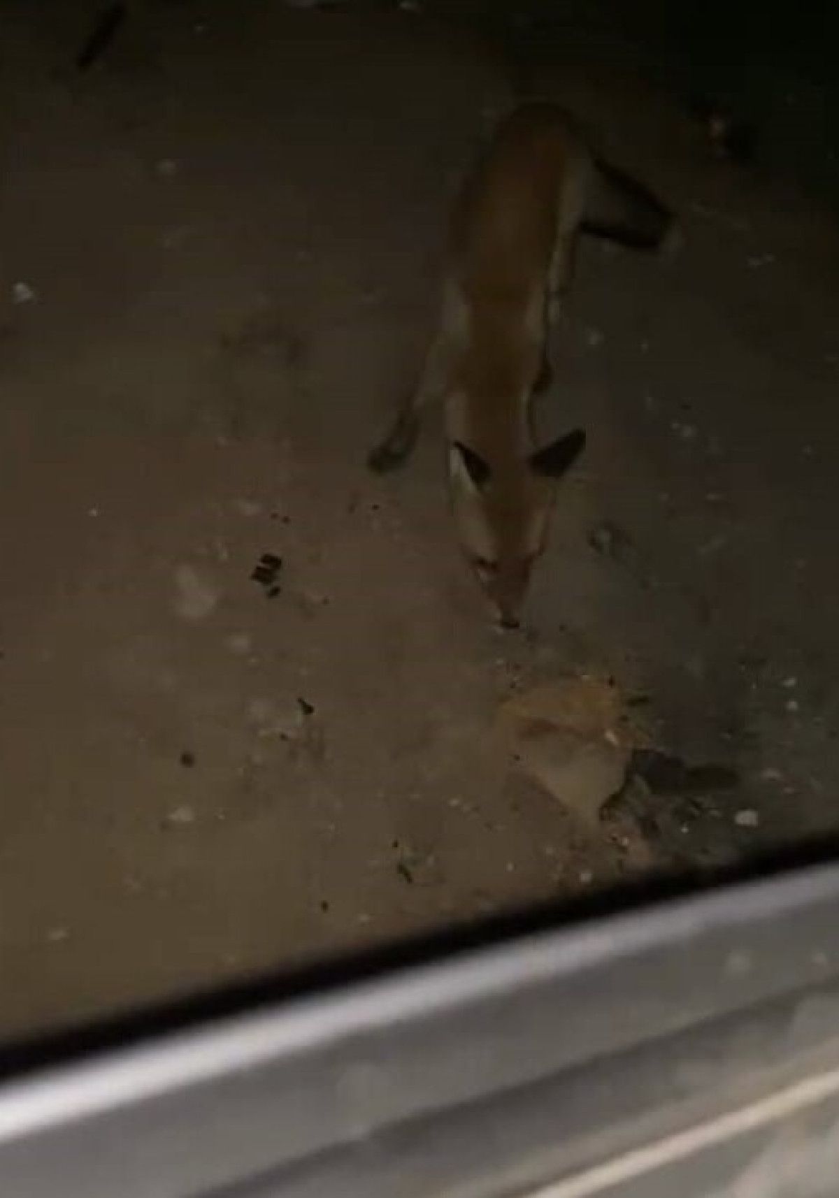 Bursa'da Aracına Yaklaşan Tilkiyi Cipsle Besleyen Gözleri Şaşırtan Olay