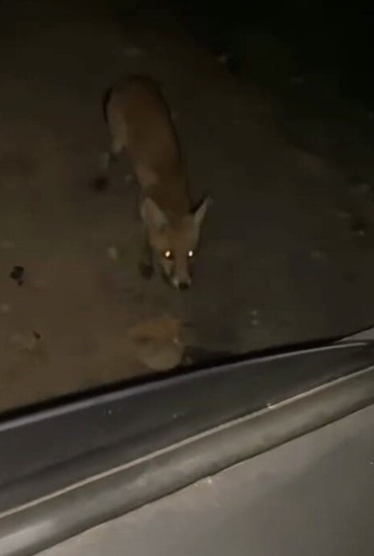 Bursa'da Aracına Yaklaşan Tilkiyi Cipsle Besleyen Gözleri Şaşırtan Olay