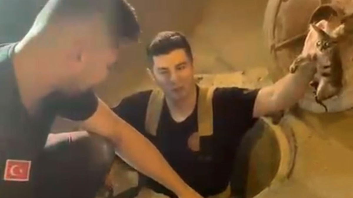 Bursa'da Benzersiz Bir Kedi Kurtarma Hikayesi