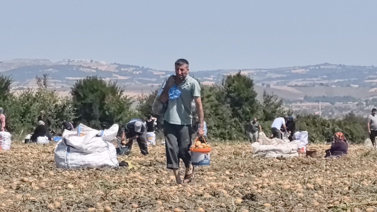 Bursa'da Tarladaki Patatesler Ücretsiz Olarak Dağıtıldı