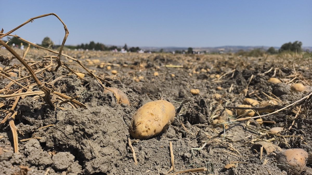 Bursa'da Tarladaki Patatesler Ücretsiz Olarak Dağıtıldı
