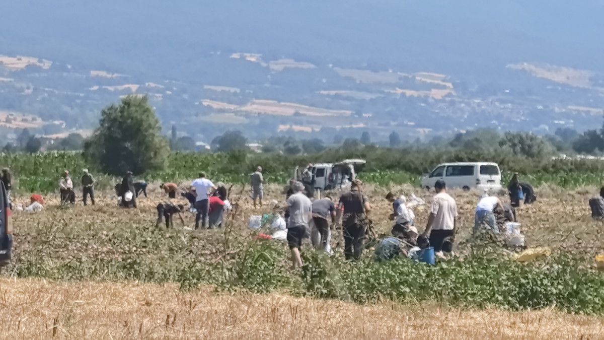 Bursa'da Tarladaki Patatesler Ücretsiz Olarak Dağıtıldı