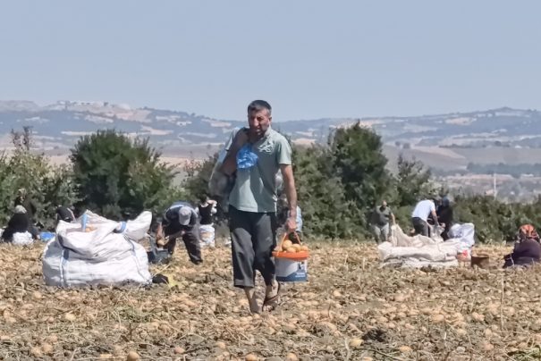 Bursa’da Tarladaki Patatesler Ücretsiz Olarak Dağıtıldı