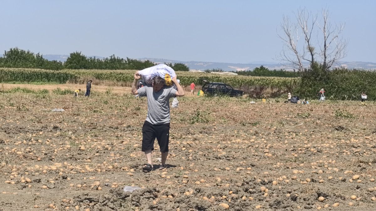 Bursa'da Tarladaki Patatesler Ücretsiz Olarak Dağıtıldı