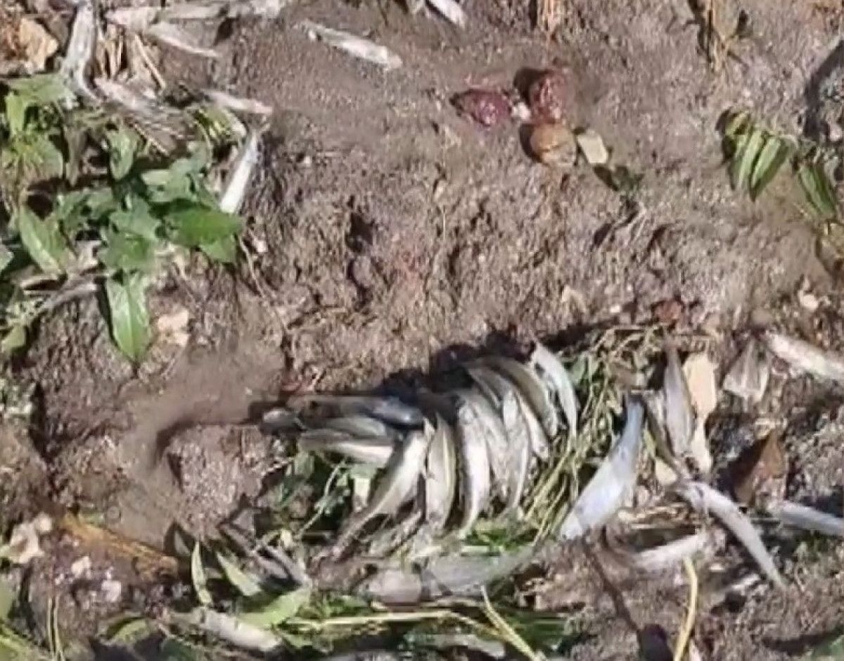 Bursa'daki 42 Yıllık Çınarlı Göletinde Kuruma Tehlikesi! Balıklar Kıyıya Vurdu