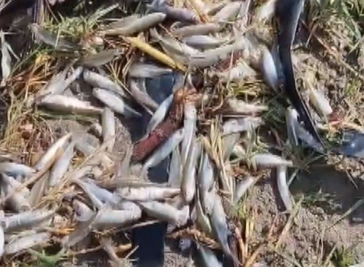 Bursa'daki 42 Yıllık Çınarlı Göletinde Kuruma Tehlikesi! Balıklar Kıyıya Vurdu