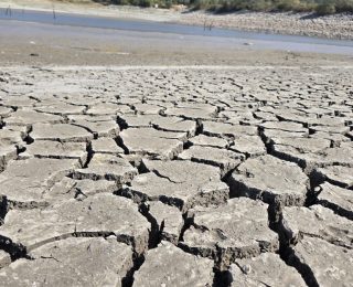 Bursa’daki 42 Yıllık Çınarlı Göletinde Kuruma Tehlikesi! Balıklar Kıyıya Vurdu