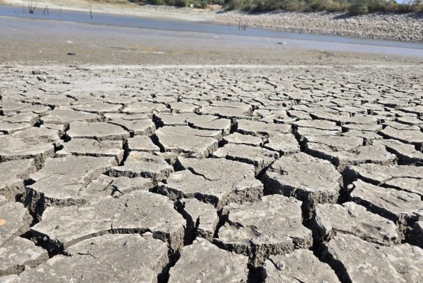 Bursa’daki 42 Yıllık Çınarlı Göletinde Kuruma Tehlikesi! Balıklar Kıyıya Vurdu
