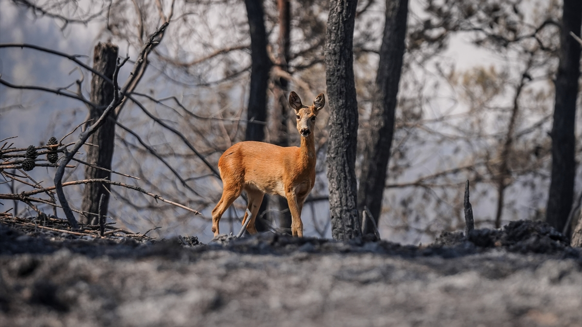 Karaca Kaçış Anı Kameraya Yansıdı