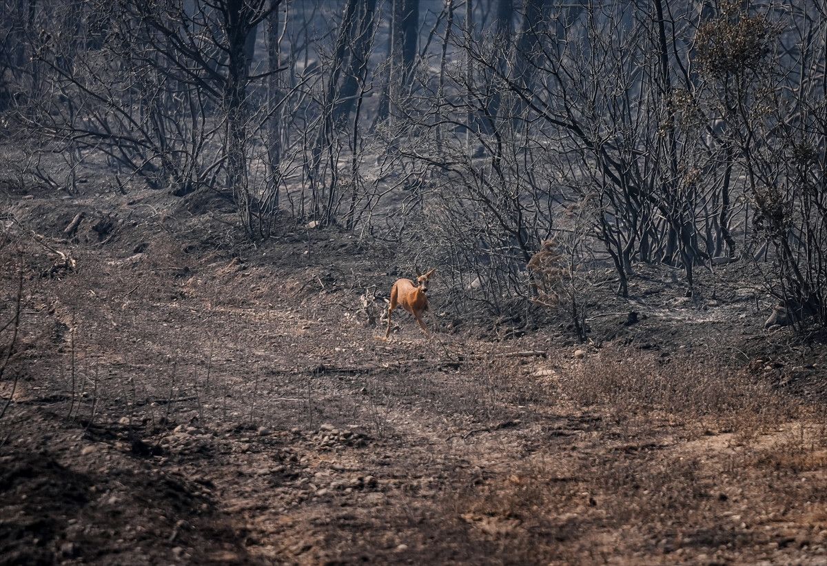 Çanakkale'deki Yangında Alevlerden Kurtulan Karaca Görüntülendi