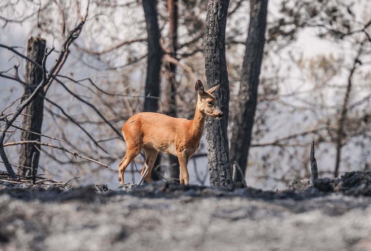 Çanakkale'deki Yangında Alevlerden Kurtulan Karaca Görüntülendi