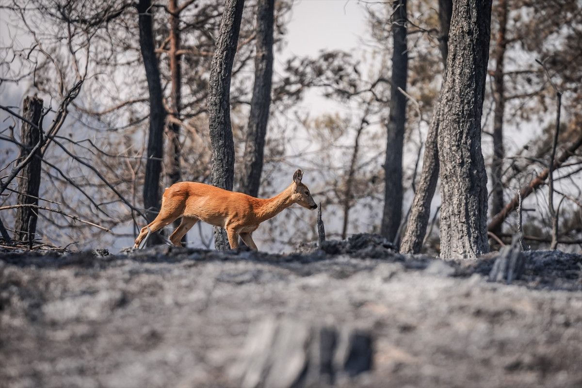 Çanakkale'deki Yangında Alevlerden Kurtulan Karaca Görüntülendi