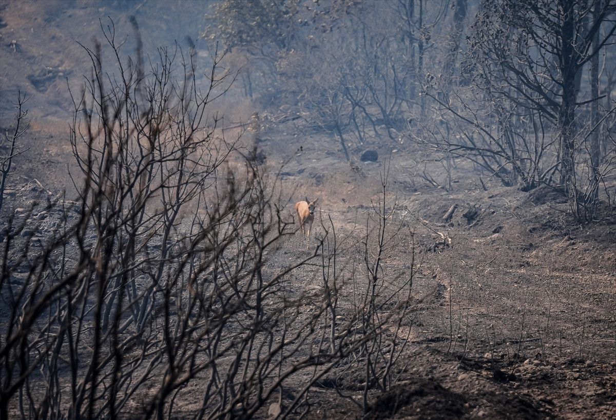 Çanakkale'deki Yangında Alevlerden Kurtulan Karaca Görüntülendi