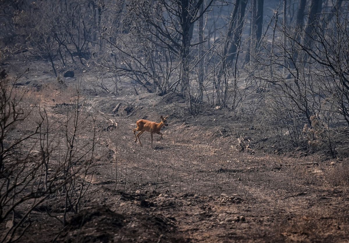 Çanakkale'deki Yangında Alevlerden Kurtulan Karaca Görüntülendi