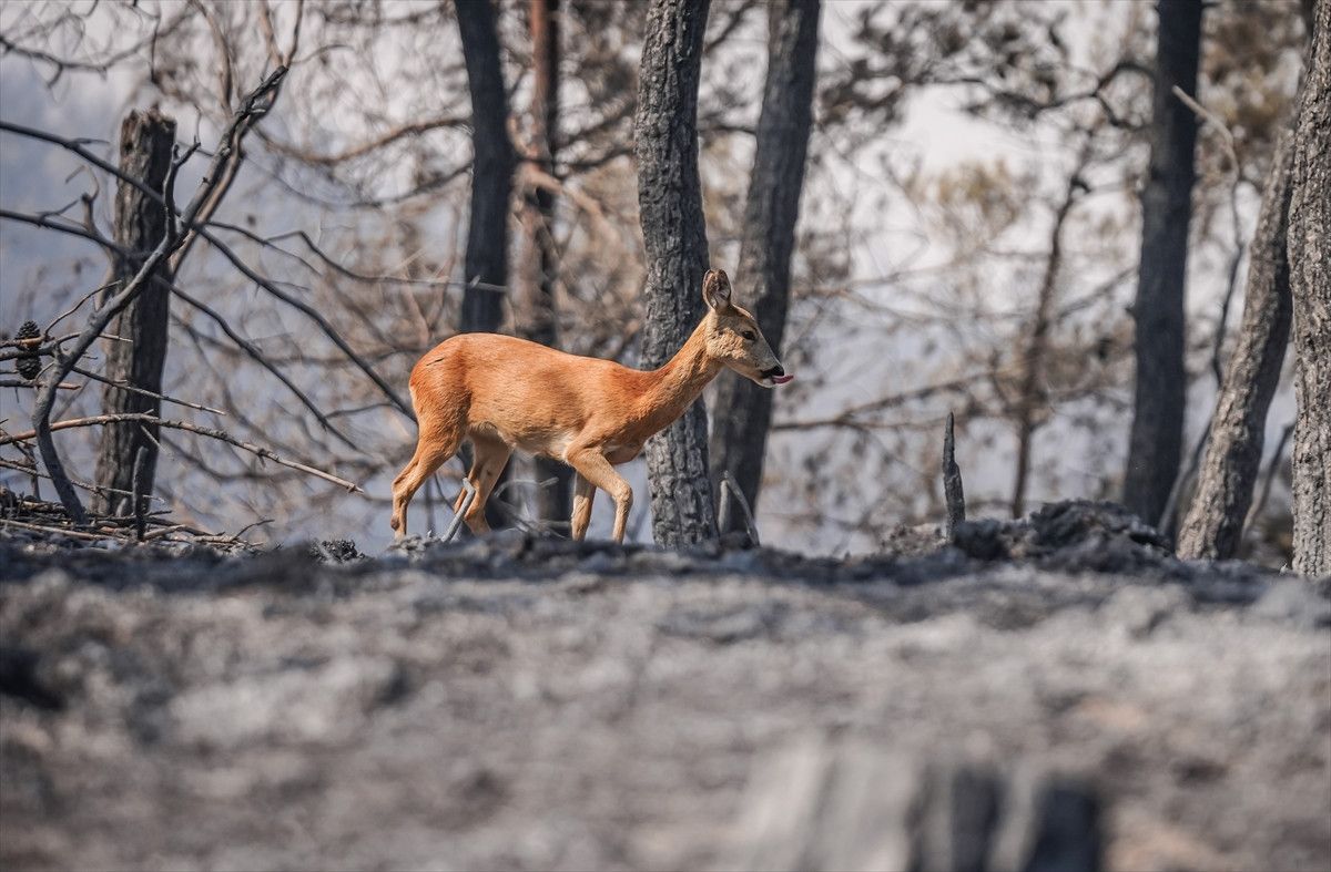Çanakkale'deki Yangında Alevlerden Kurtulan Karaca Görüntülendi