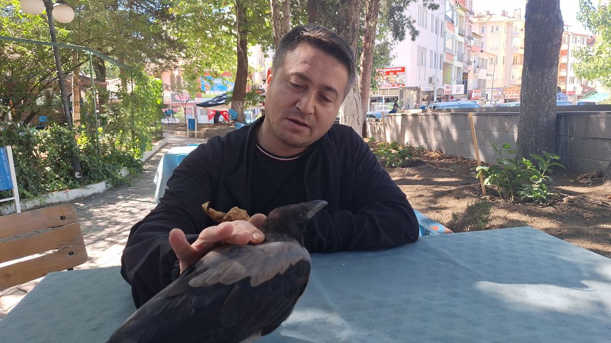 Çorum'da Kurtarılan Karga Mahallenin Sevilen Maskotu Oldu