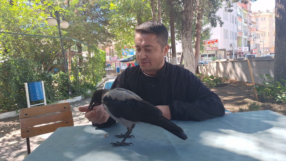 Çorum'da Kurtarılan Karga Mahallenin Sevilen Maskotu Oldu