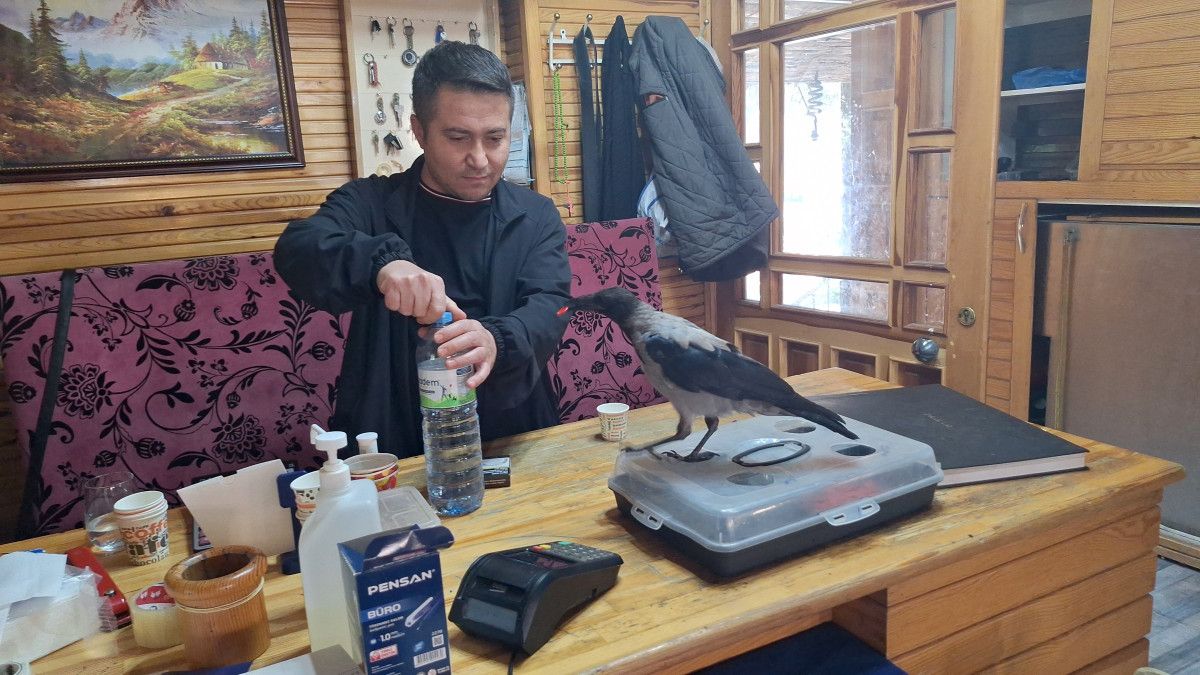 Çorum'da Kurtarılan Karga Mahallenin Sevilen Maskotu Oldu