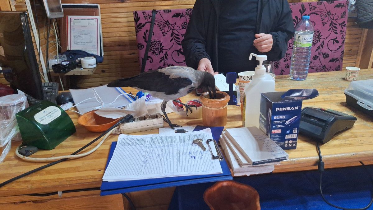 Çorum'da Kurtarılan Karga Mahallenin Sevilen Maskotu Oldu