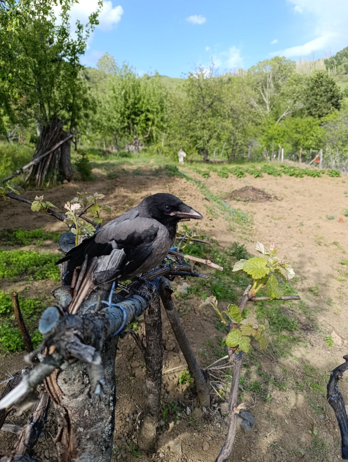 Çorum'da Kurtarılan Karga Mahallenin Sevilen Maskotu Oldu