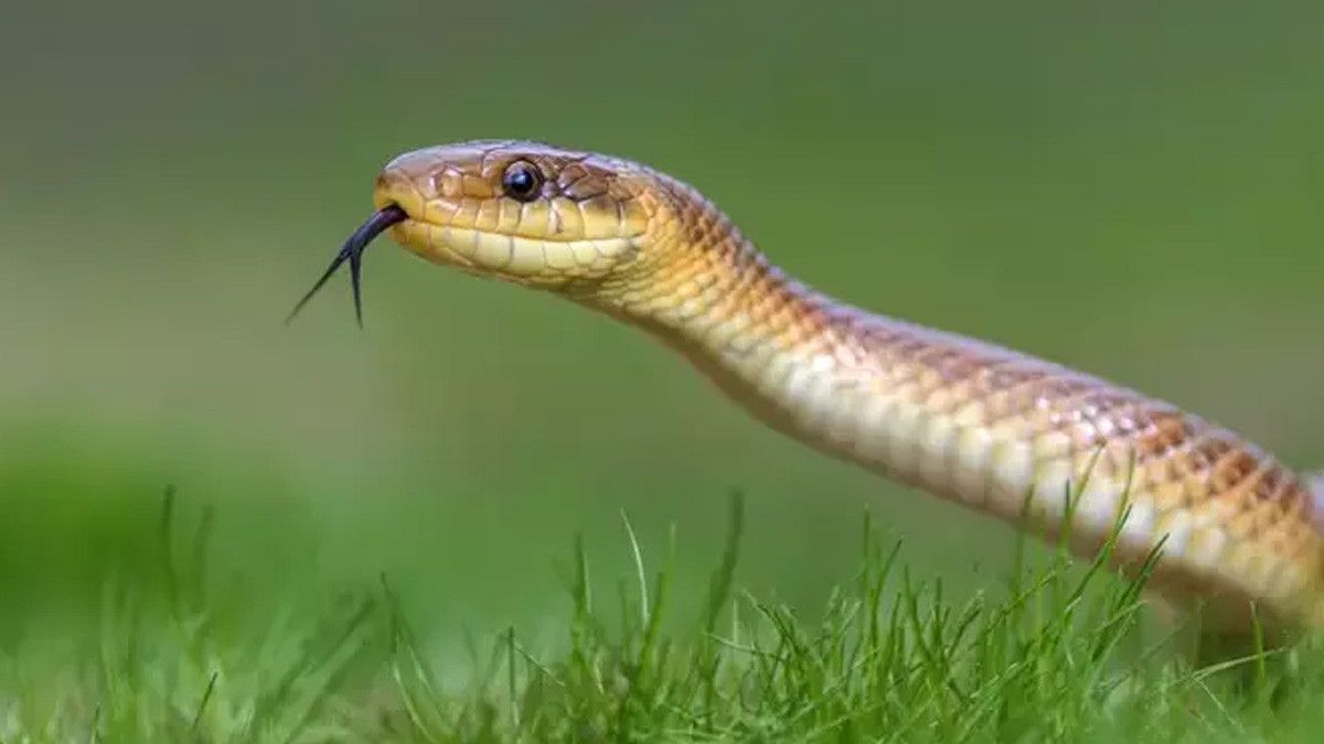 Yılanların Çevreyle Etkileşimi ve Tehditler